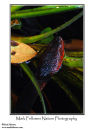 Orange-lipped water snake Macropisthodon flaviceps